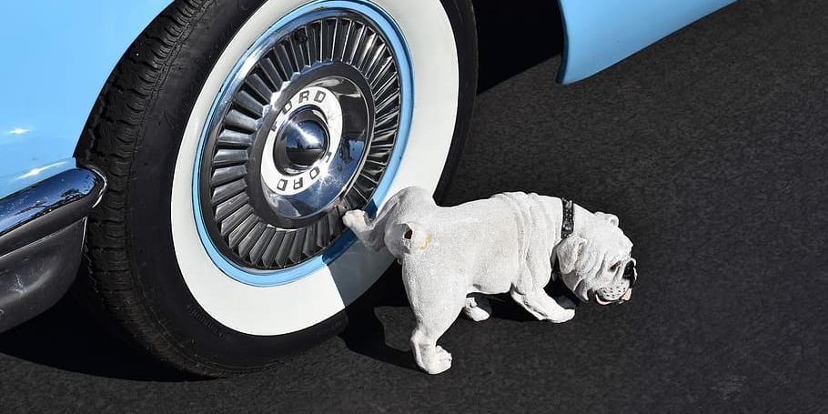 Como o xixi de cachorro pode impactar no funcionamento do seu carro