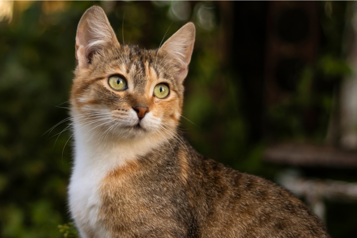 Veja como reduzir a queda de pelos em cães e gatos