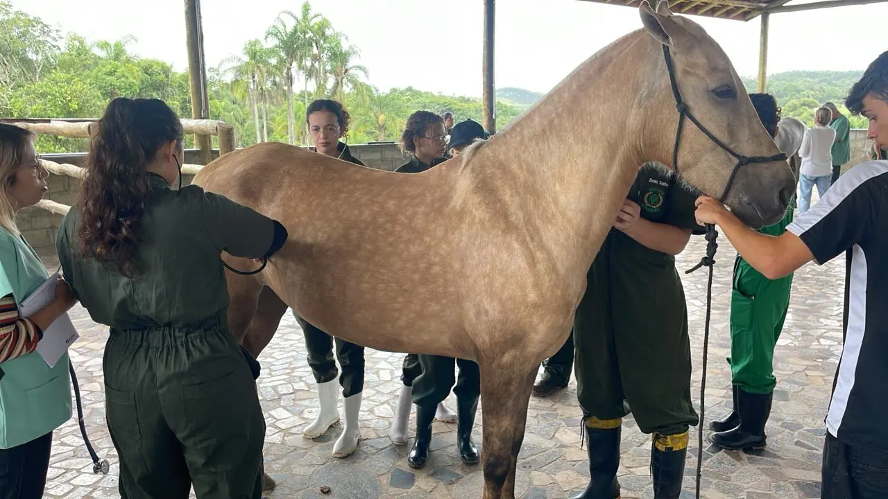 Alunos de Medicina Veterinária da UMC têm aula de campo com animais de grande porte