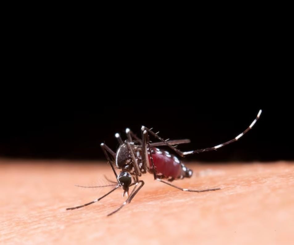 Mogi das Cruzes ultrapassa Suzano em positivados com dengue