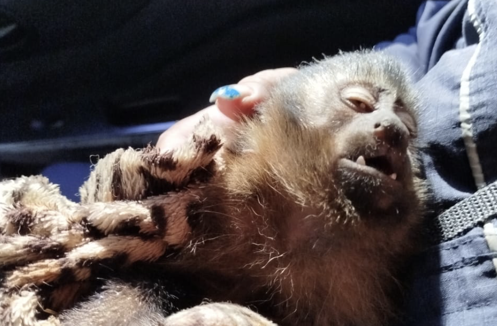 GCM de Ferraz resgata macaco atropelado em via pública