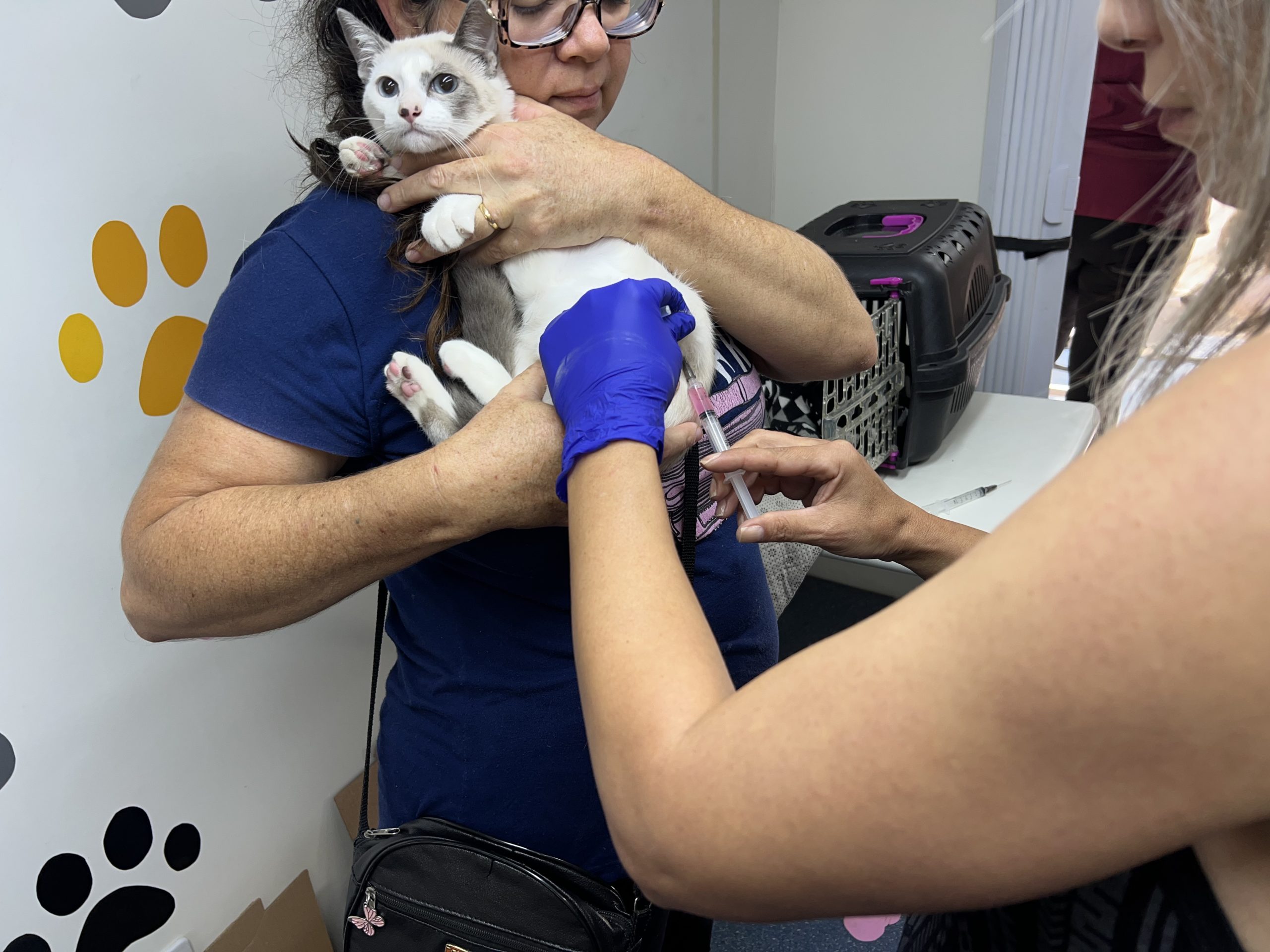 Pet Móvel chega ao Bosque Nova Poá neste sábado (8)