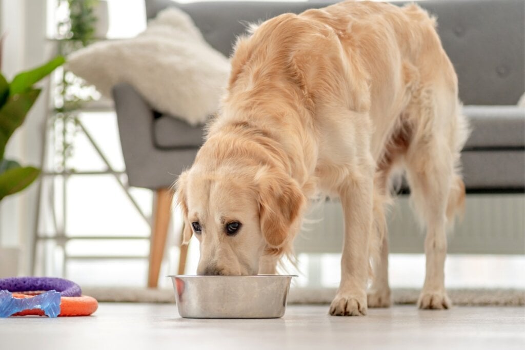 Cachorro em uma sala de estar comendo 