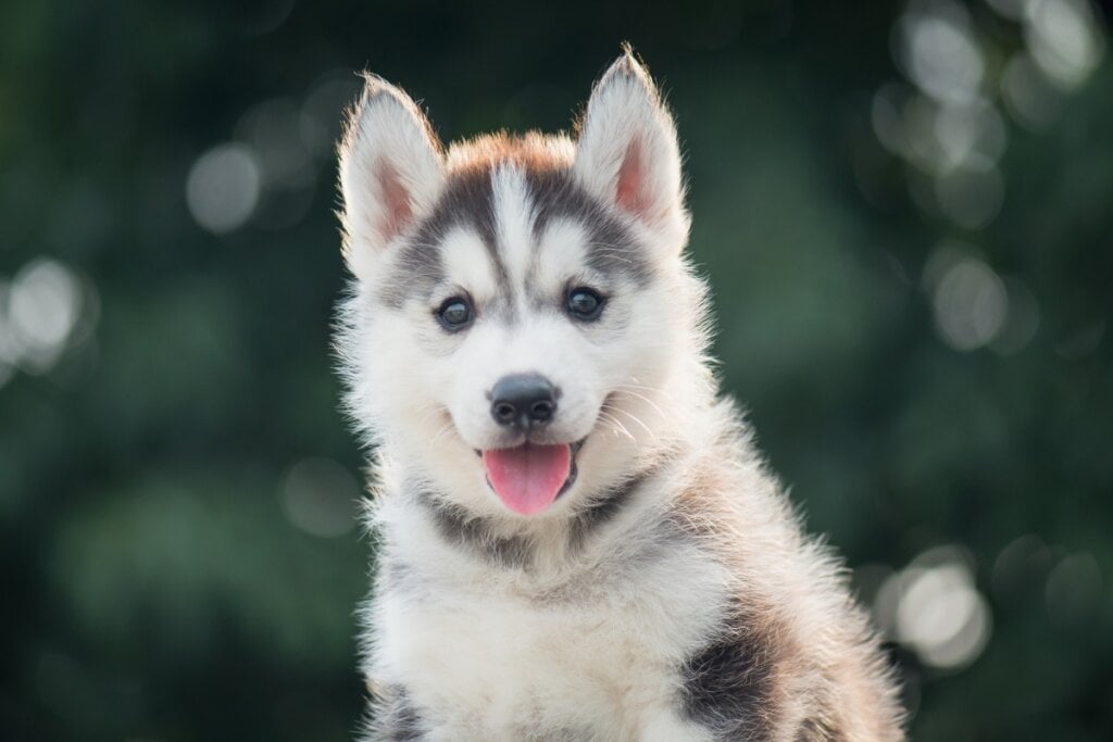 Filhote de husky siberiano