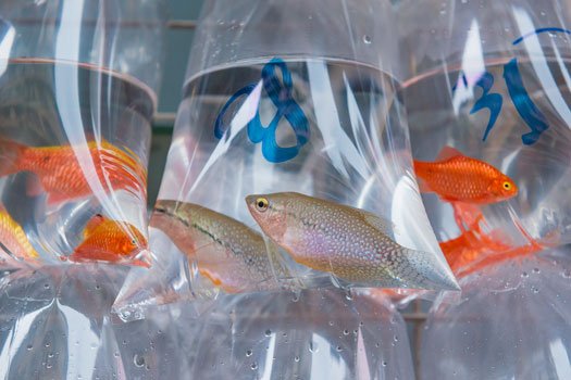 Suzano publica lei que proíbe distribuição de animais vivos como brinde ou prêmio em eventos