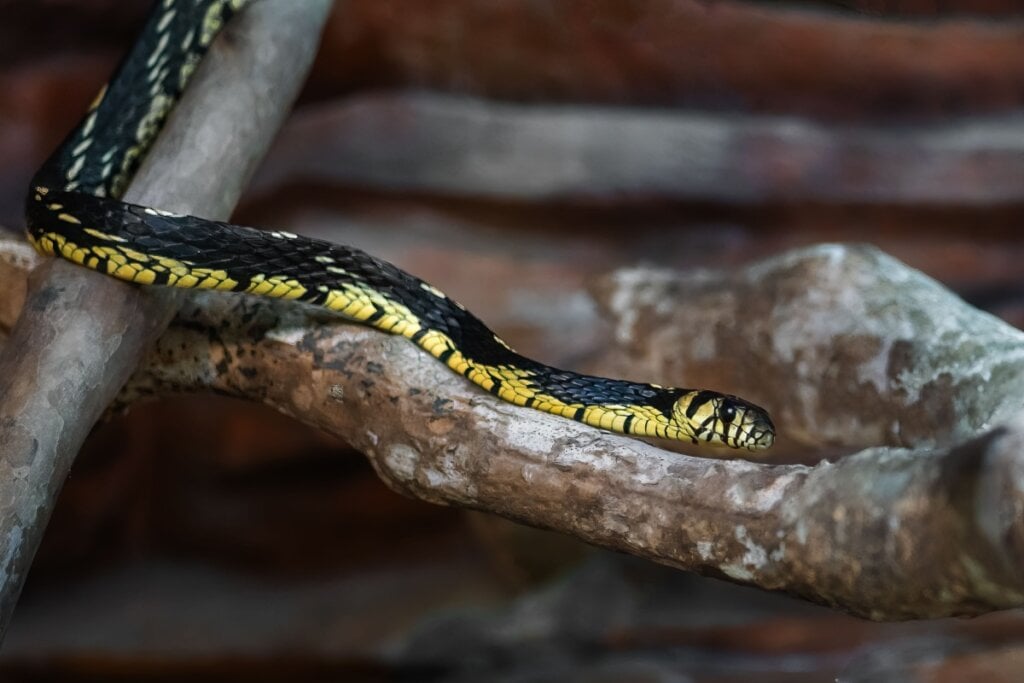 Cobra Caninana em cima de um galho de árvore