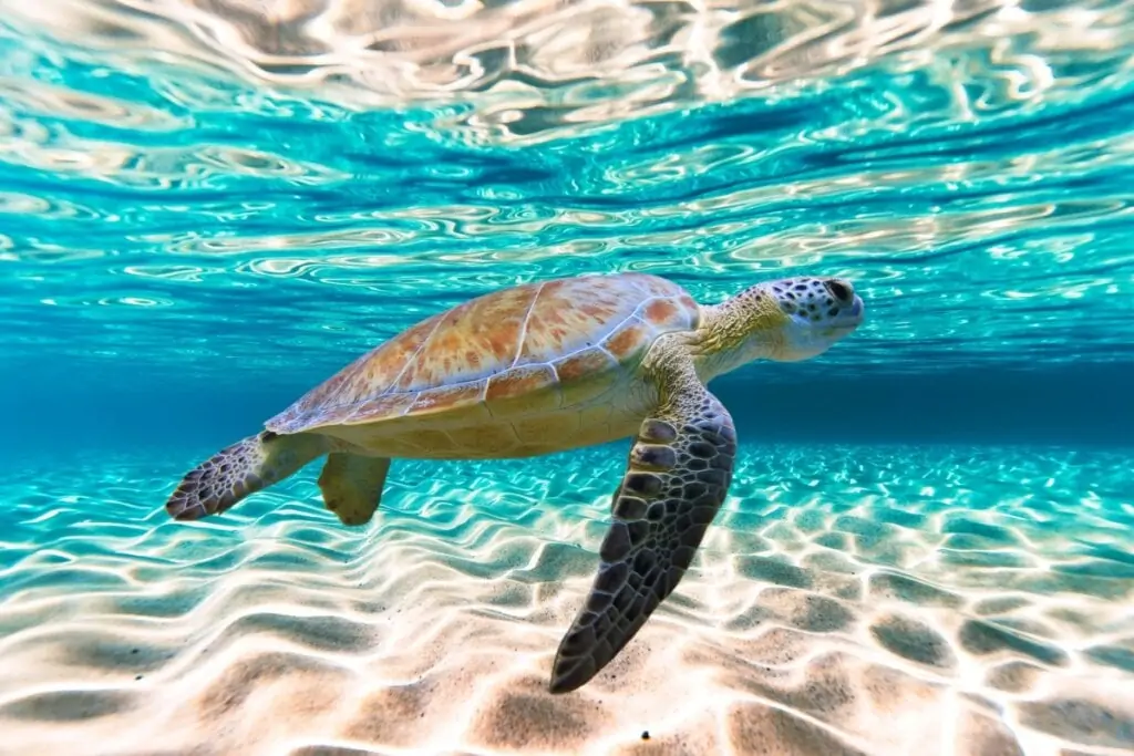 Tartaruga marinha em mar azul e com fundo de areia