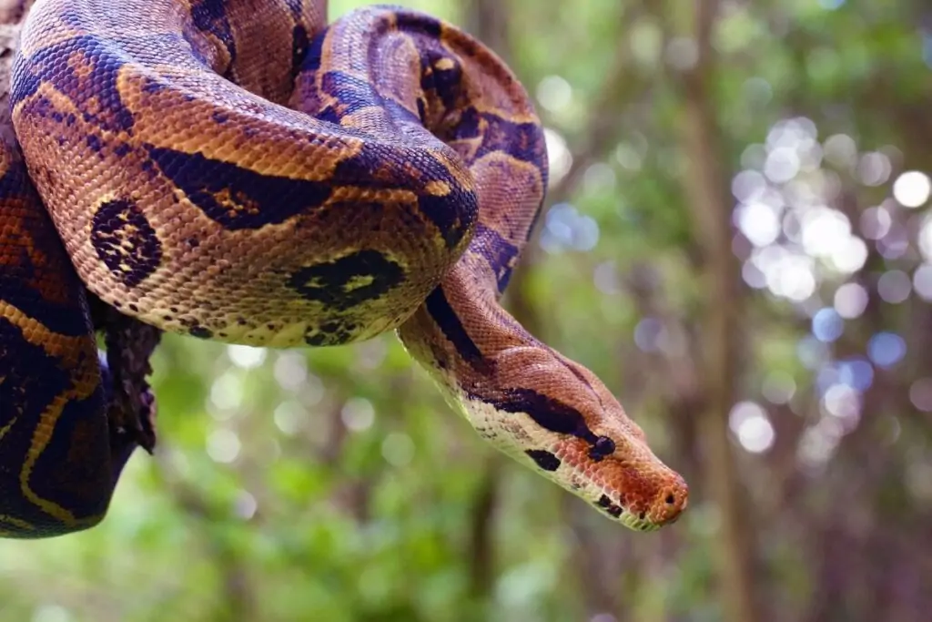 Cobra Jiboia enrolada em um galho de árvore