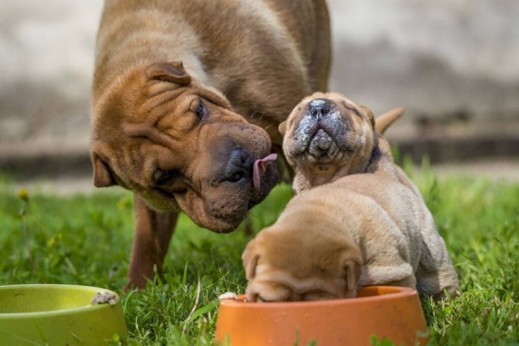 Cachorro adulto da raça shar pei ao lado de filhotes da mesma raça comendo em um comedouro 