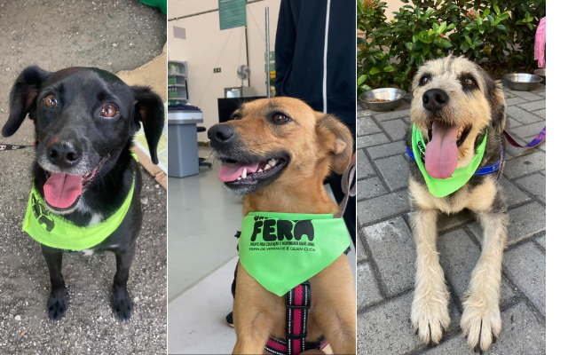 Brás Cubas terá evento de adoção de pets neste final de semana