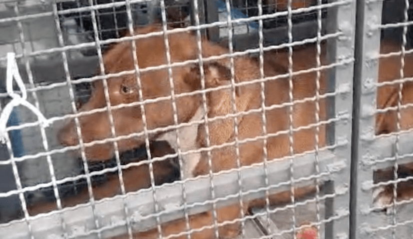 Casal de pitbulls é abandonado em ponto turístico de Mogi das Cruzes