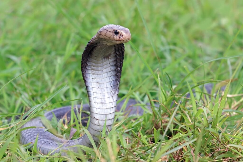 Cobra naja coma  cabeça levantada rastejando na grama