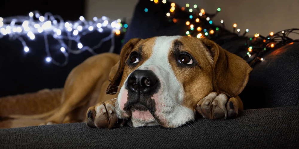 Lei que proíbe fogos de artifício em Mogi busca proteger animais; entenda