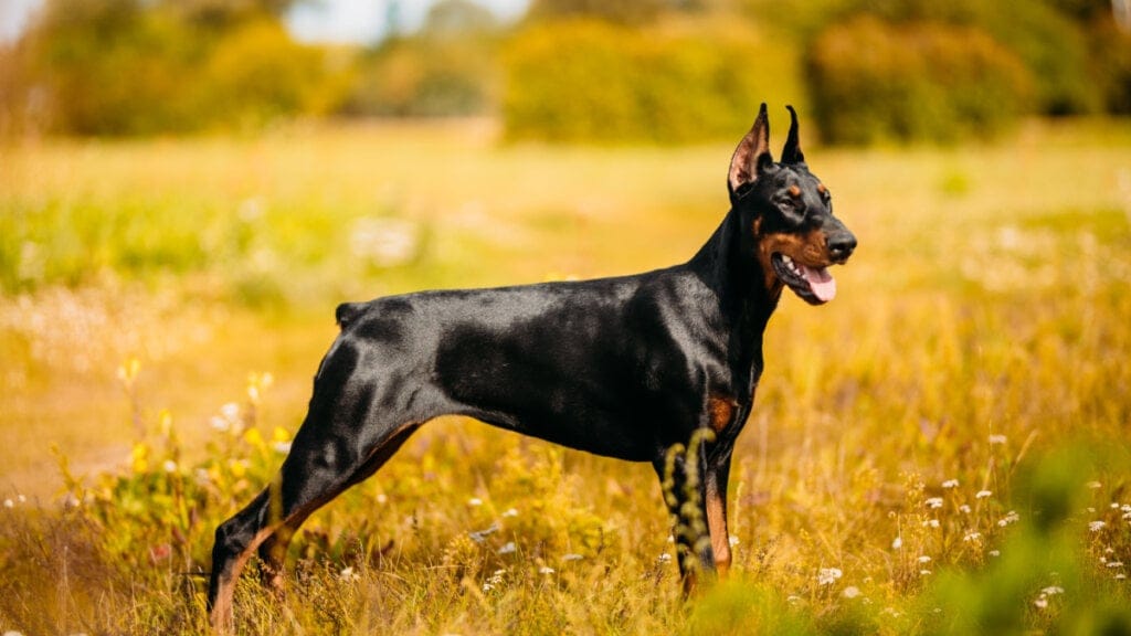 Dobermann em ambiente aberto