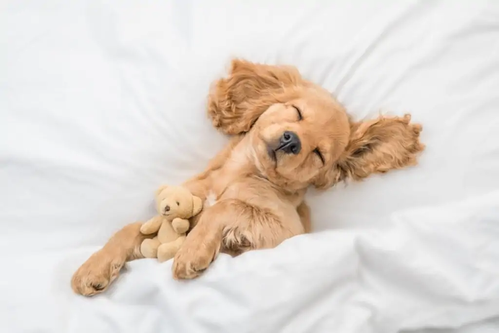 Cachorro com pelagem dourada deitado junto a um ursinho de pelúcia 