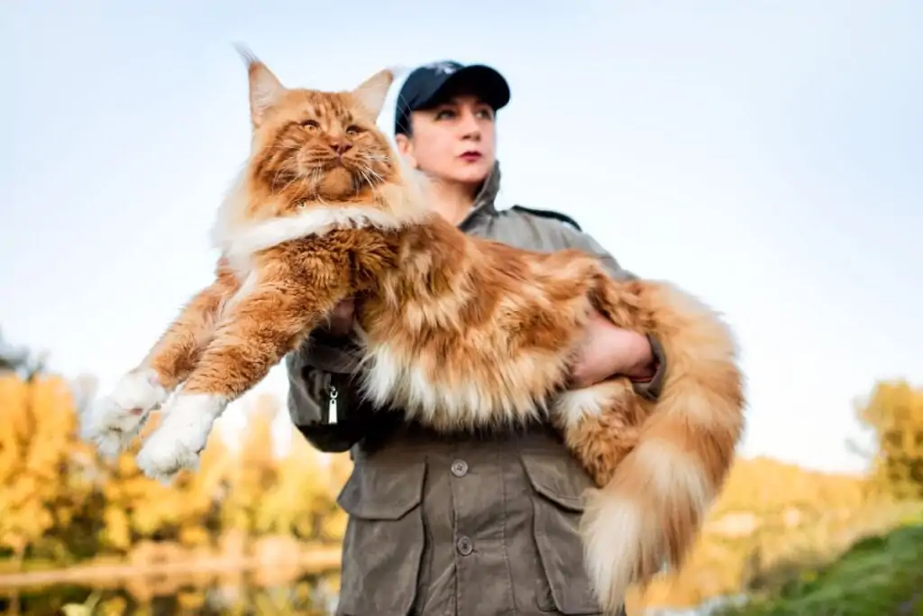 8 diferenças entre as raças maine coon e norueguês da floresta