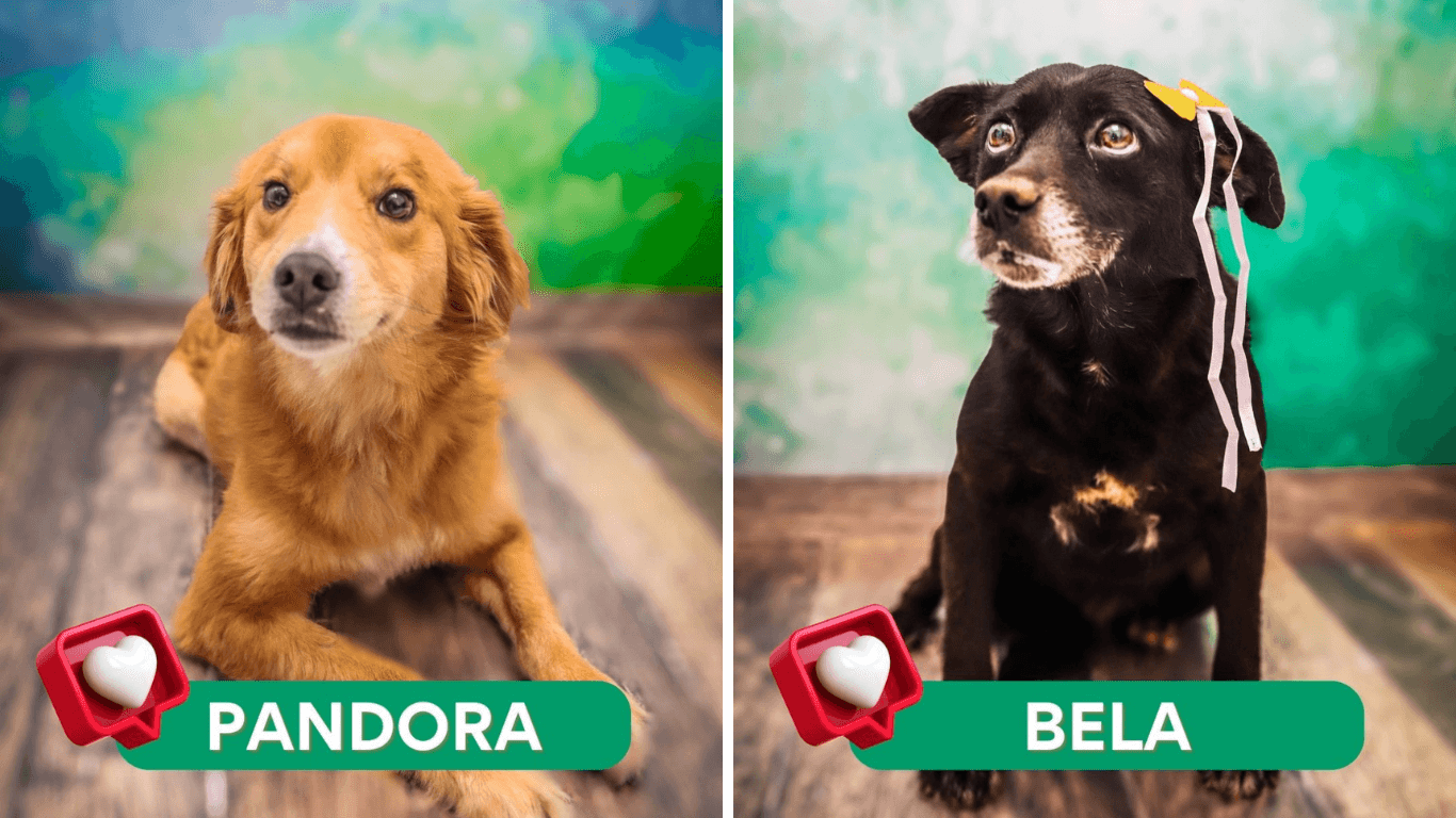 Ferraz promove projeto de adoção de animais resgatados