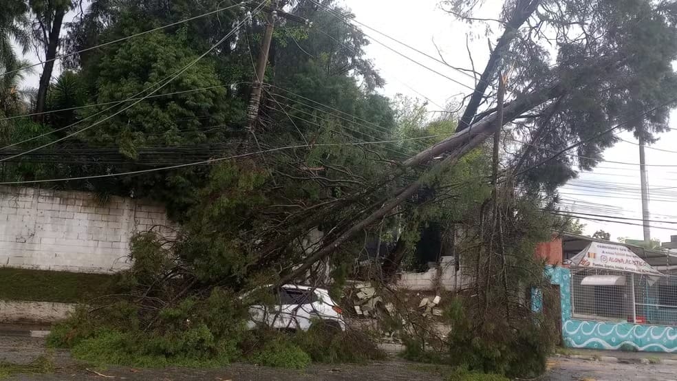 Árvore cai em Suzano, derruba fiação de alta tensão e atinge carro
