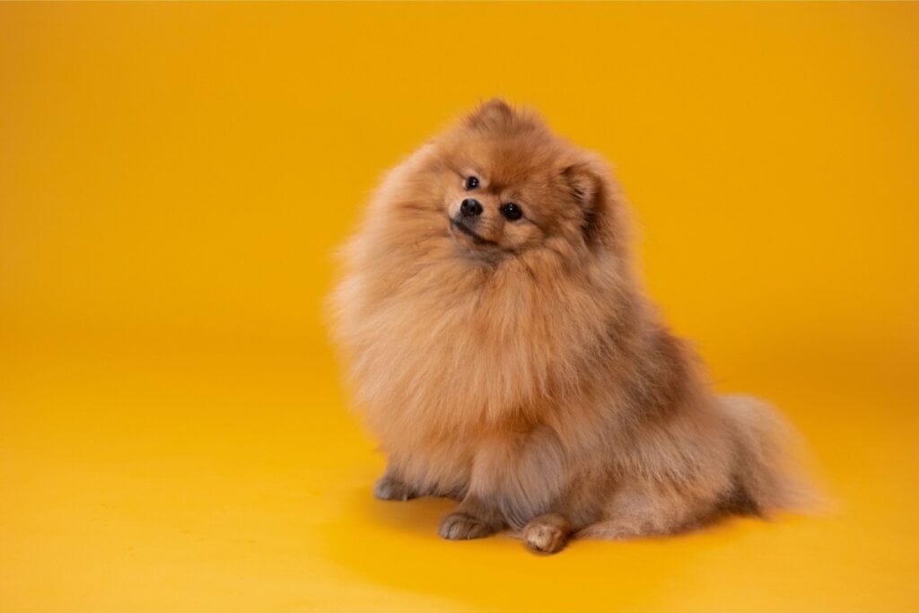 cachorro da raça Lulu-da-pomerânia sentado em um fundo laranja