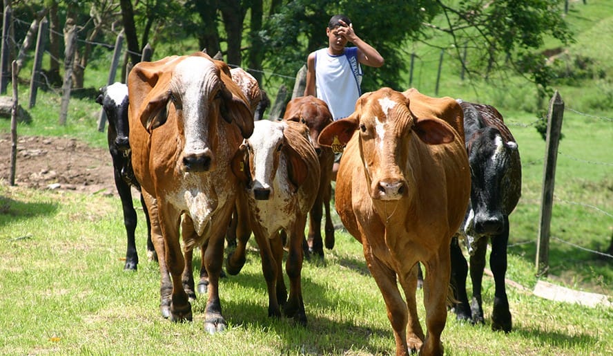 Câmara de Mogi realiza debate sobre criação e comércio de animais de fazenda nas cidades