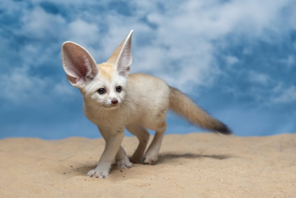 Feneco em cima da areia