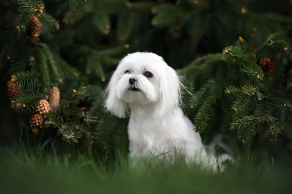 7 diferenças entre as raças coton de tulear e maltês 