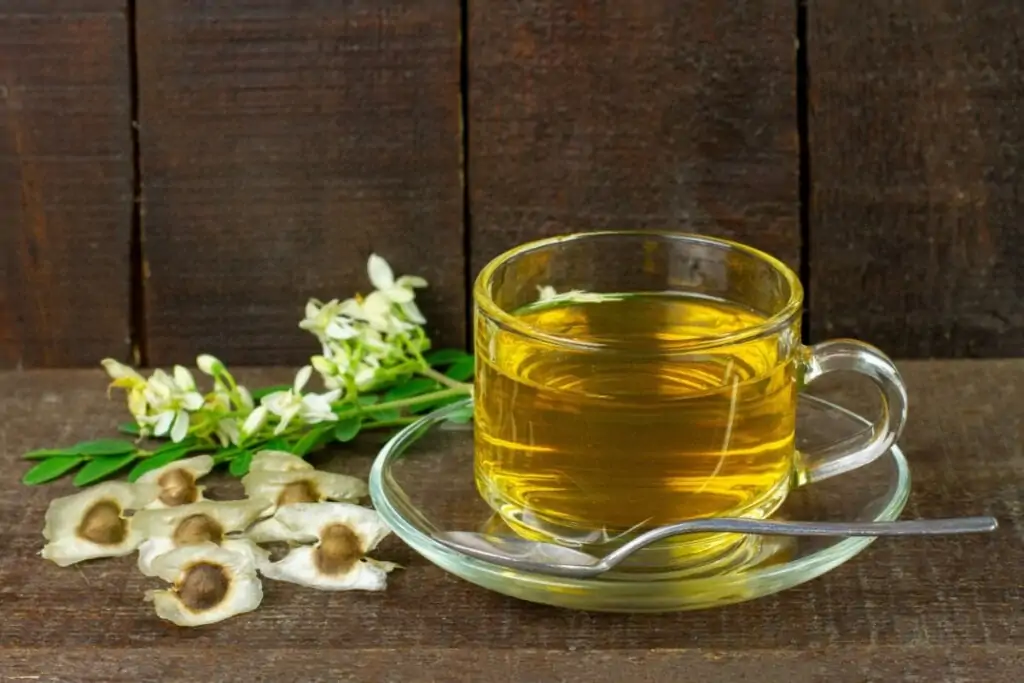7 benefícios da planta medicinal moringa