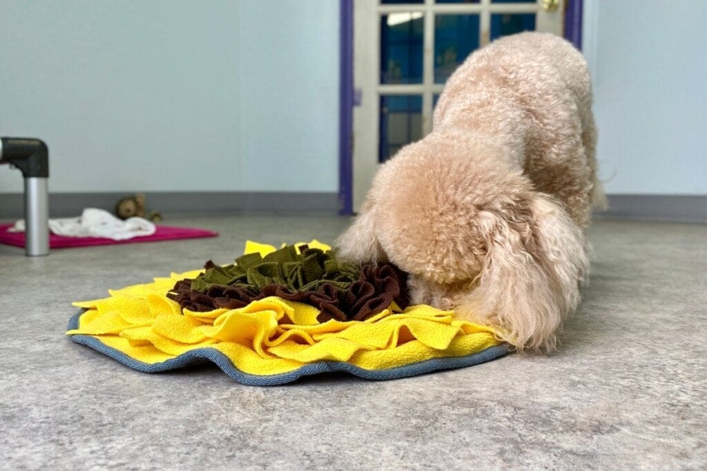 Cachorro farejando um tapete