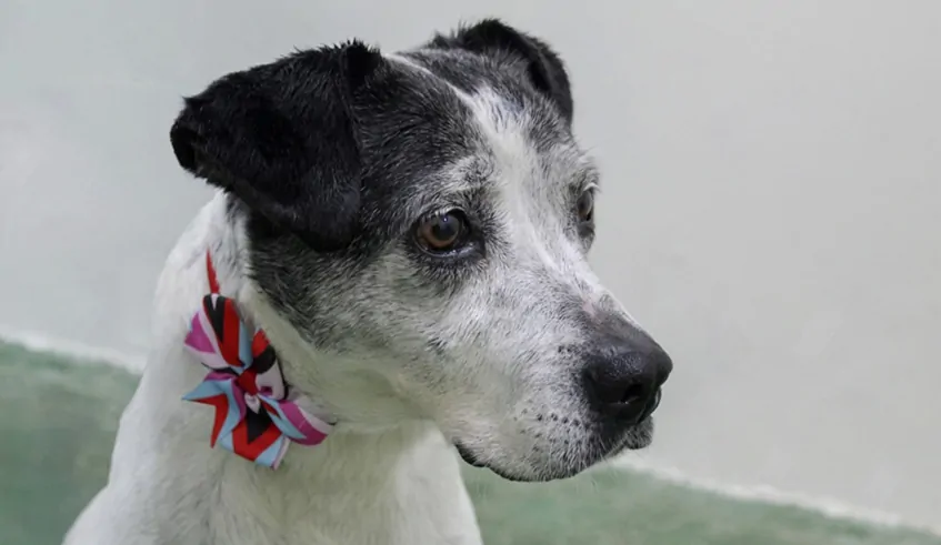 Evento pet com feira de adoção será realizado neste sábado em Mogi das Cruzes