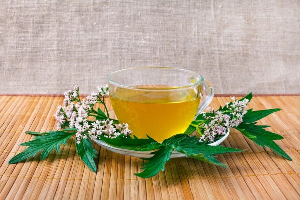 6 benefícios da planta valeriana para a saúde
