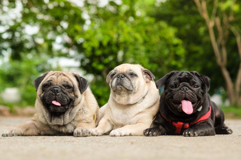 Três cães da raça pug deitados