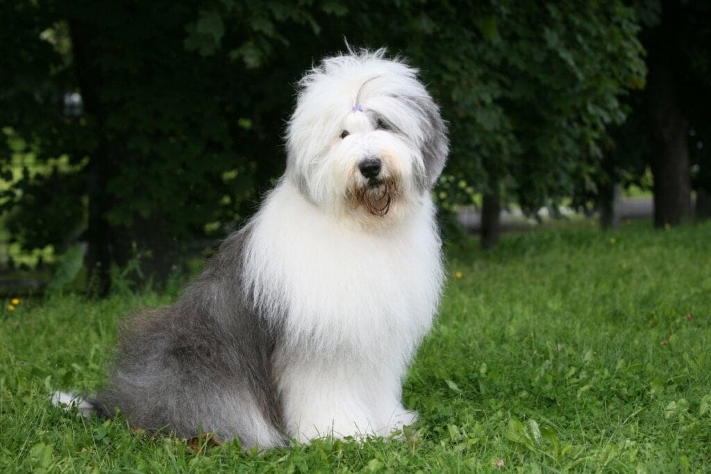 Cachorro da raça old english sheepdog sentado na grama com árvores ao fundo