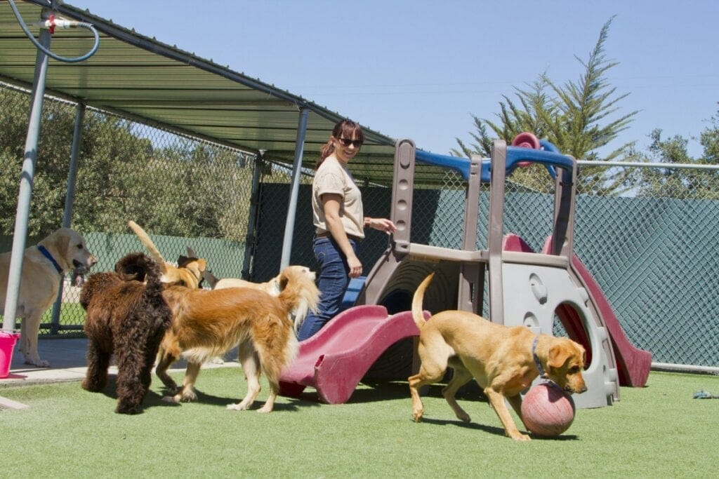 Cachorro brincando em um parquinho e uma mulher olhando 