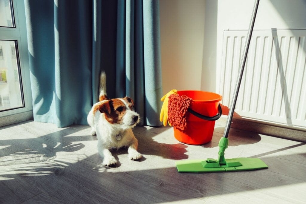 Cachorro deitado no chão da sala ao lado de um balde laranja com um pano laranja e luvas amarelas penduradas no balde e um rodo branco e verde