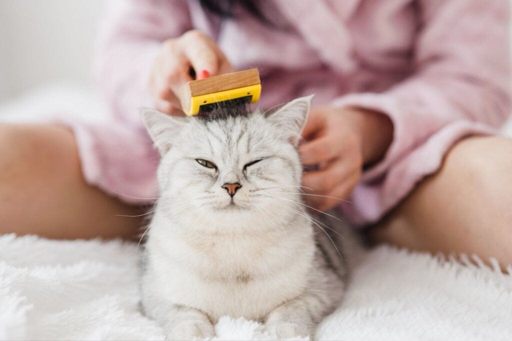 Gato deitado com uma pessoa escovando o seu pelo