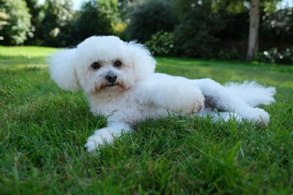 Cachorro da raça bichon frisé com o pelo branco sentado na grama ao ar livre