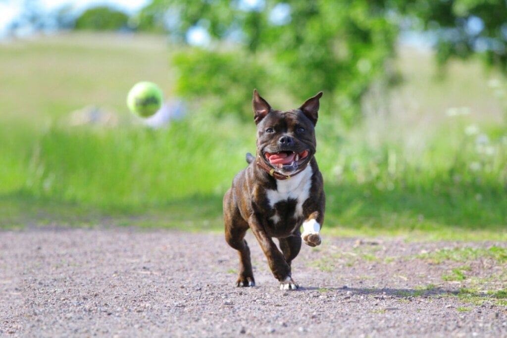 4 características do cachorro da raça staffordshire bull terrier 