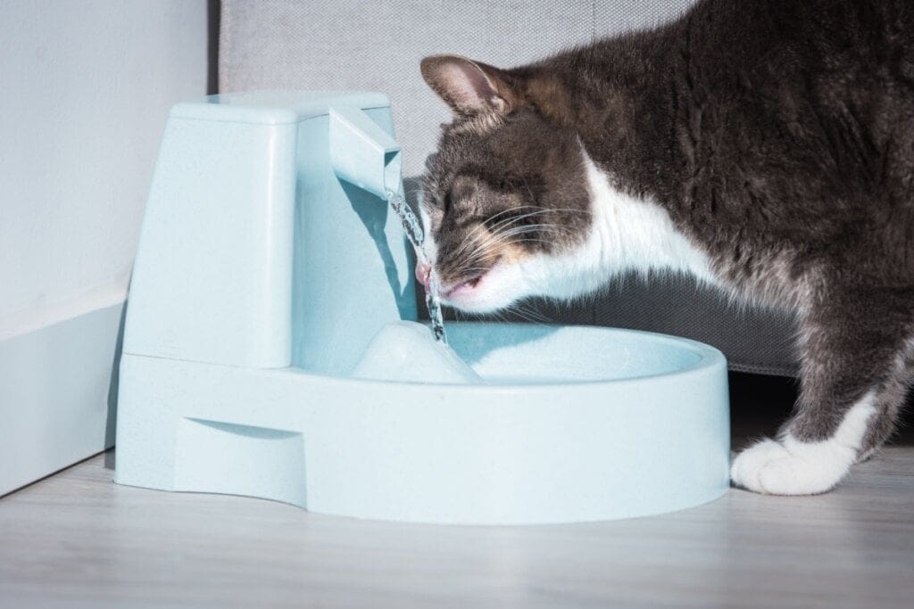 gato bebendo água