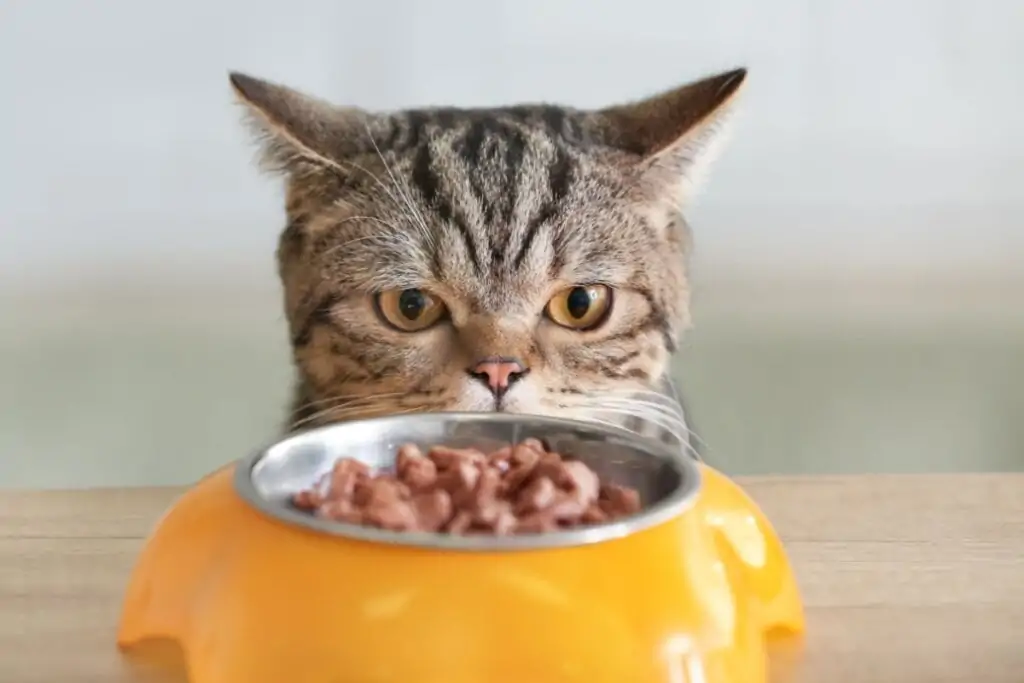 4 dicas para ler corretamente o rótulo dos alimentos para pets