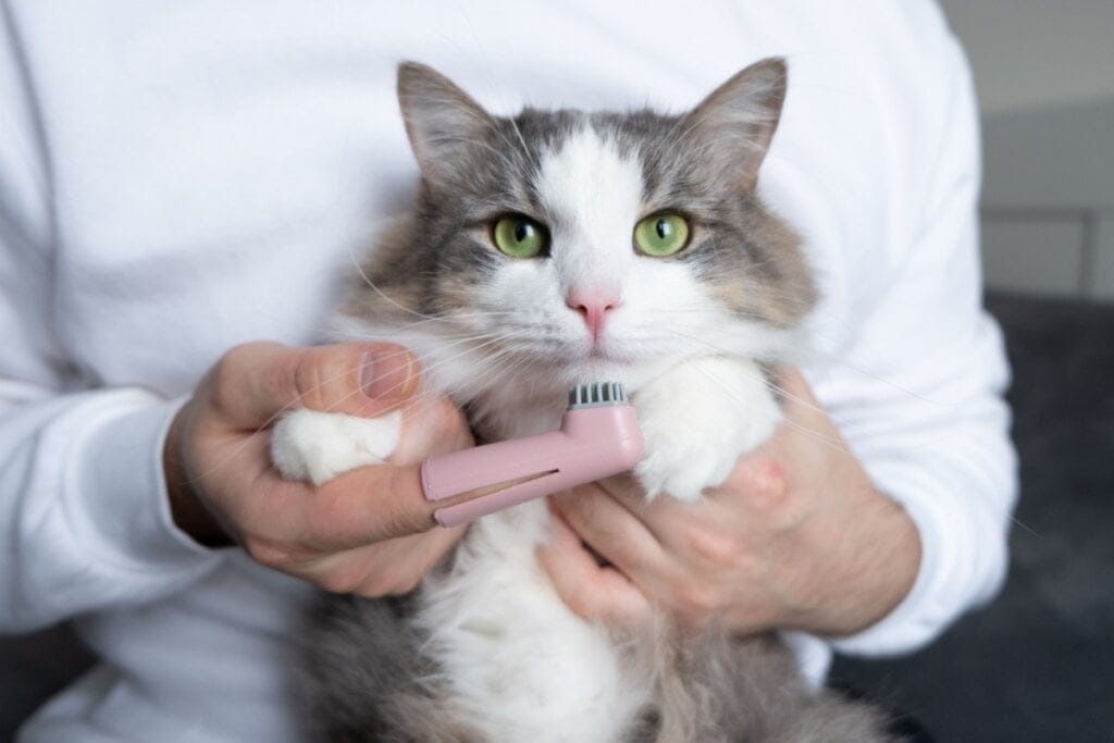 Veja como cuidar da saúde bucal do seu animal de estimação
