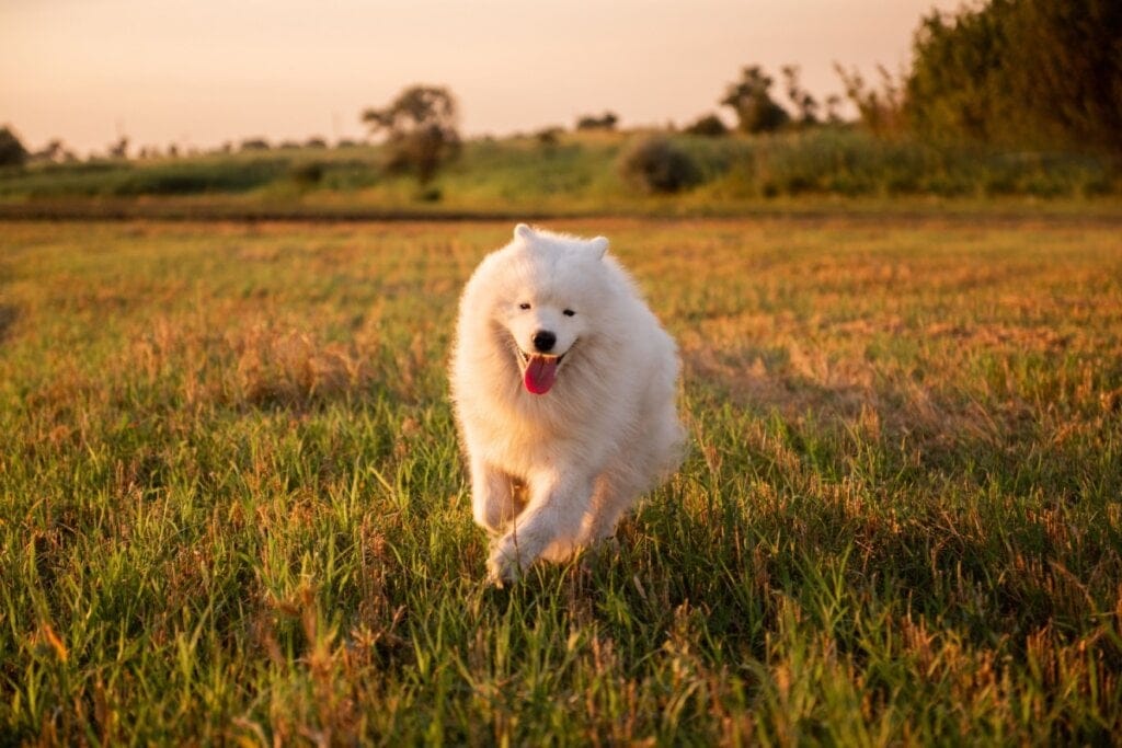 Cachorro com pelo branco correndo na grama ao ar livre