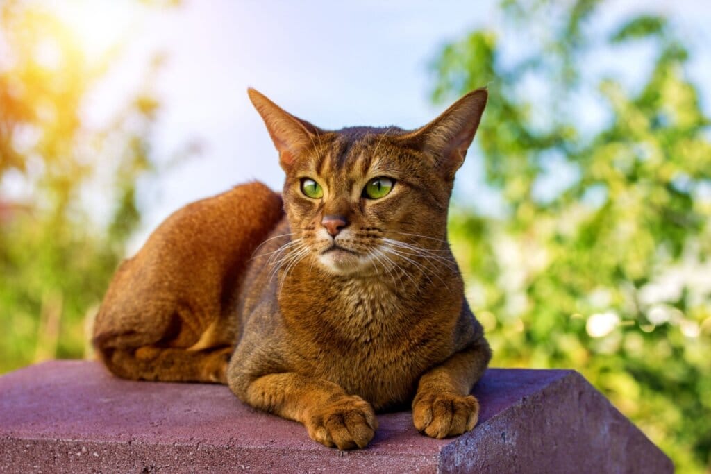 7 raças de gato mais enérgicas 