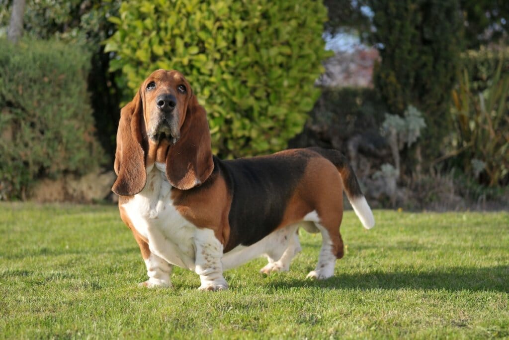 basset hound branco, marrom e preto em grama com árvore ao fundo