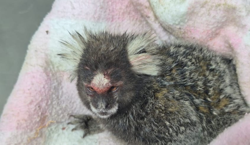 Sagui que havia sido resgatado é devolvido ao Parque Centenário