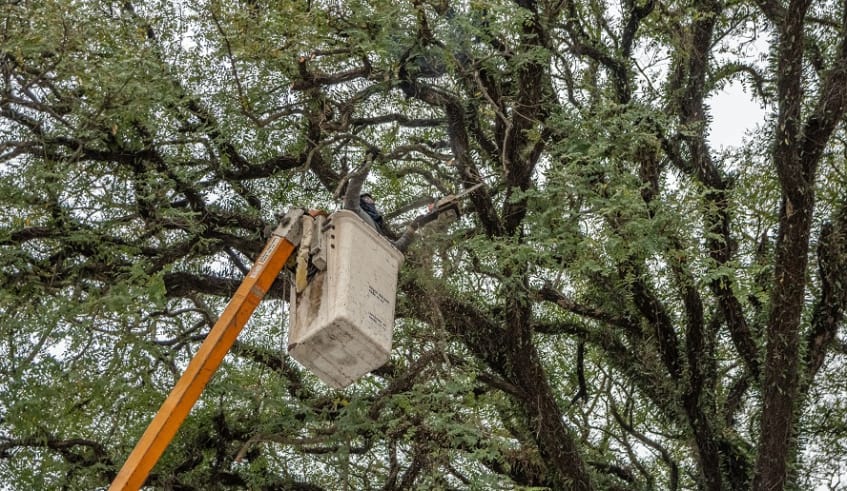 Largo do Carmo recebe poda de árvores nesta quinta-feira (3)