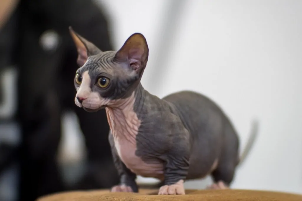 Gato sem pelo com  a pele rosada e cinza, com as pernas curtas e orelhas pontudas 