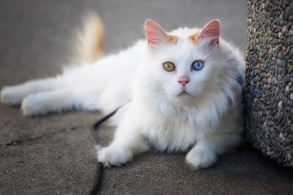 4 características do gato da raça van turco 