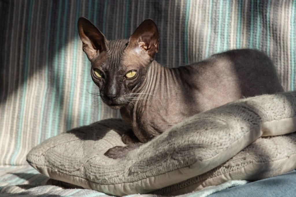 Gato da raça donskoy deitado em cima de almofada no sofá