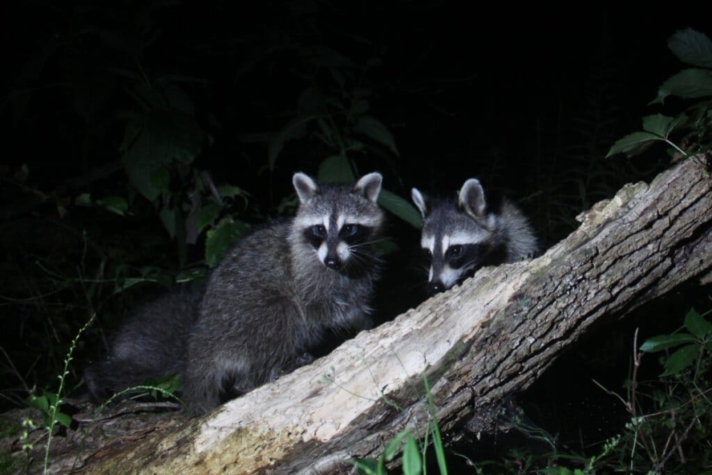 8 curiosidades interessantes sobre os guaxinins