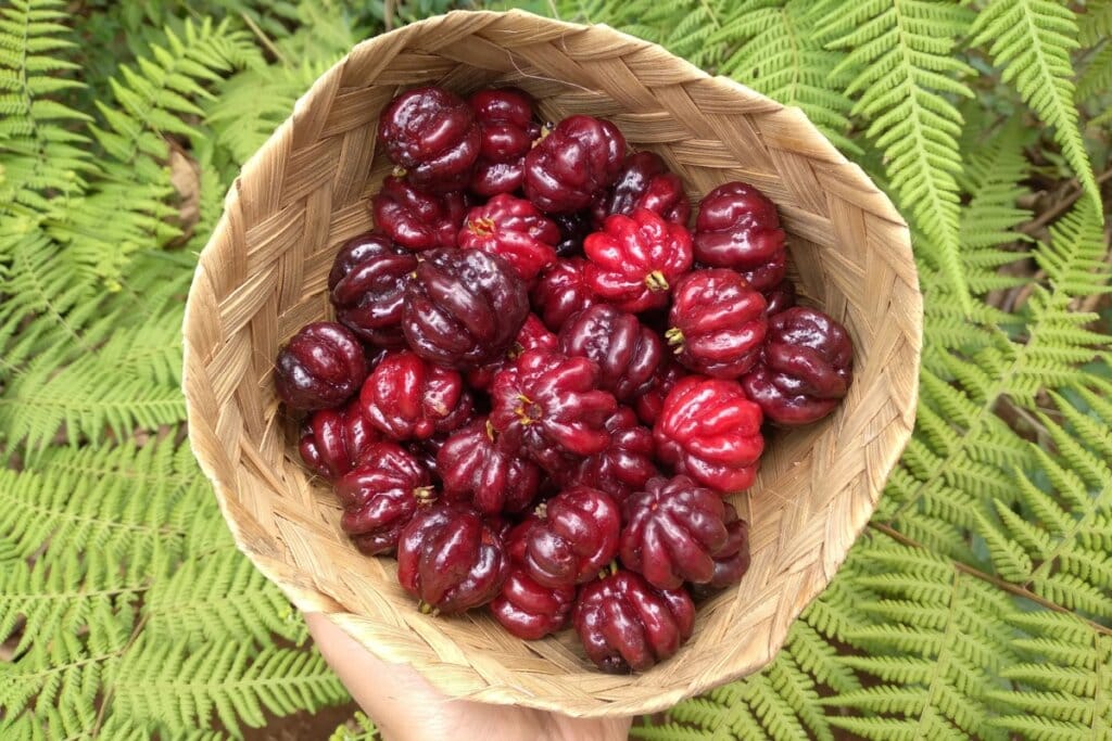 A mão de uma pessoa segurando um cesto de palha com várias pitangas dentro em fundo com plantas